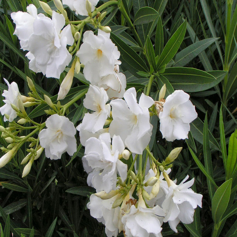Nerium White Double - Flowering Shrubs - Premium Flowering Shrubs from Plantparadise - Just $670.00! Shop now at Plantparadise