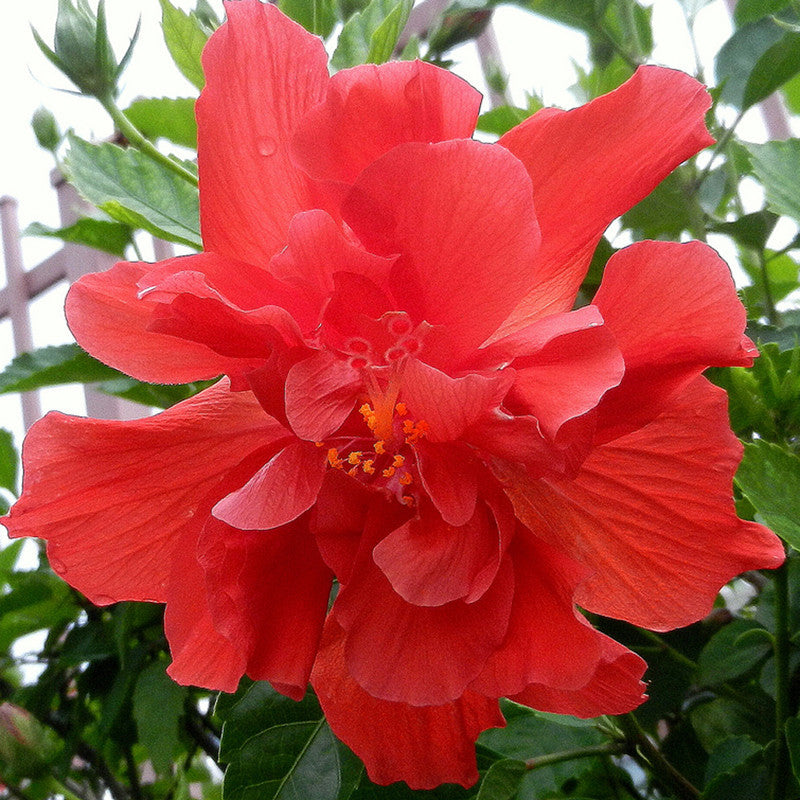 Hibiscus Red DOUBLE - Flowering Shrubs - Premium Flowering Shrubs from Plantparadise - Just $299.00! Shop now at Plantparadise