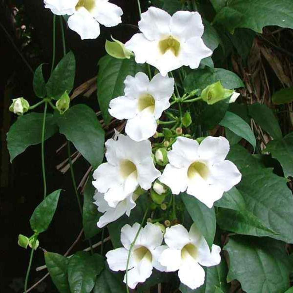 Thunbergia White - Creepers & Climbers - Premium Creepers & Climbers from Plantparadise - Just $675.00! Shop now at Plantparadise