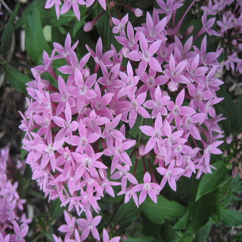 Pentas Violet - Flowering Plants - Premium Flowering Plants from Plantparadise - Just $570.00! Shop now at Plantparadise