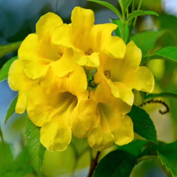 Tecoma gaudichaudi/Yellow Bells- Flowering Shrubs - Premium Flowering Shrubs from Plantparadise - Just $650.00! Shop now at Plantparadise