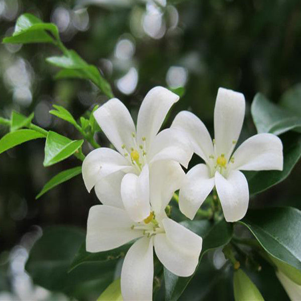 Satin Wood/Madhu Kamini - Flowering Shrubs - Premium Flowering Shrubs from Plantparadise - Just $665.00! Shop now at Plantparadise