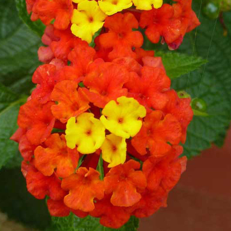 Lantana Red- Flowering Shrubs - Premium Flowering Shrubs from Plantparadise - Just $450.00! Shop now at Plantparadise