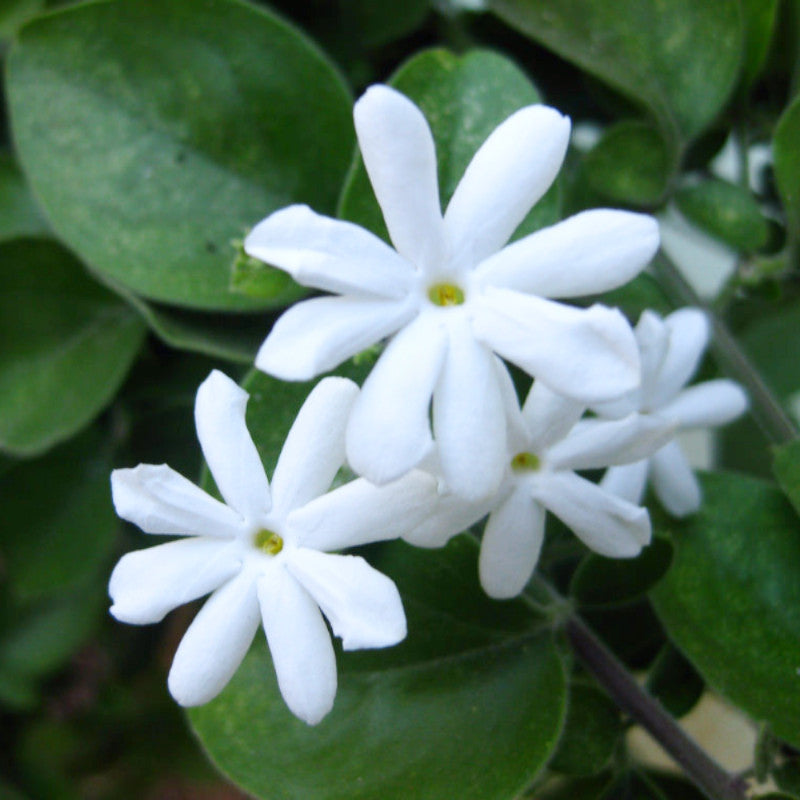 Juhi/Jasminum Auriculatum - Creepers & Climbers - Premium Creepers & Climbers from Plantparadise - Just $640.00! Shop now at Plantparadise
