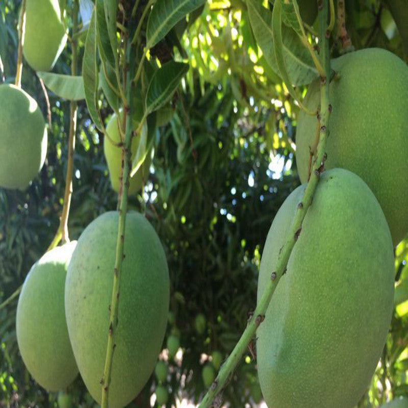 Mango Mallika(Grafted)- Fruit Plants & Tree - Premium Fruit Plants & Tree from Plantparadise - Just $450.0! Shop now at Plantparadise
