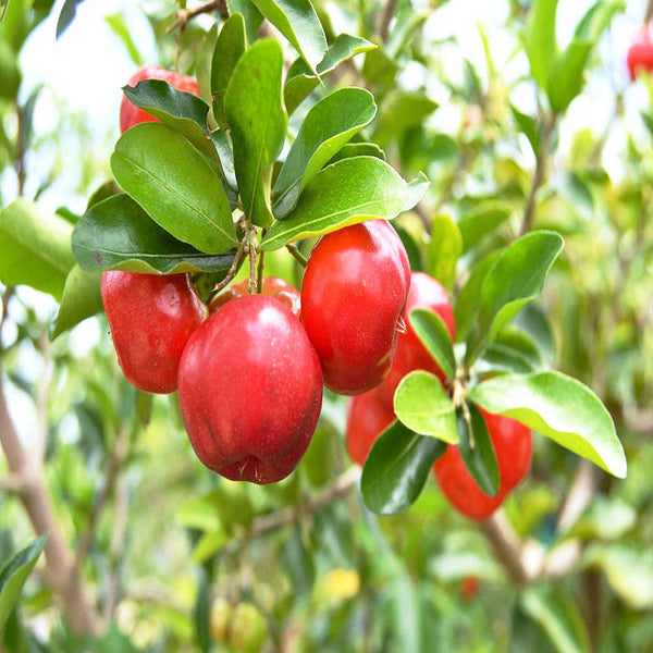 Barbados Cherry -Fruit Plants & Tree - Premium Fruit Plants & Tree from Plantparadise - Just $699.00! Shop now at Plantparadise