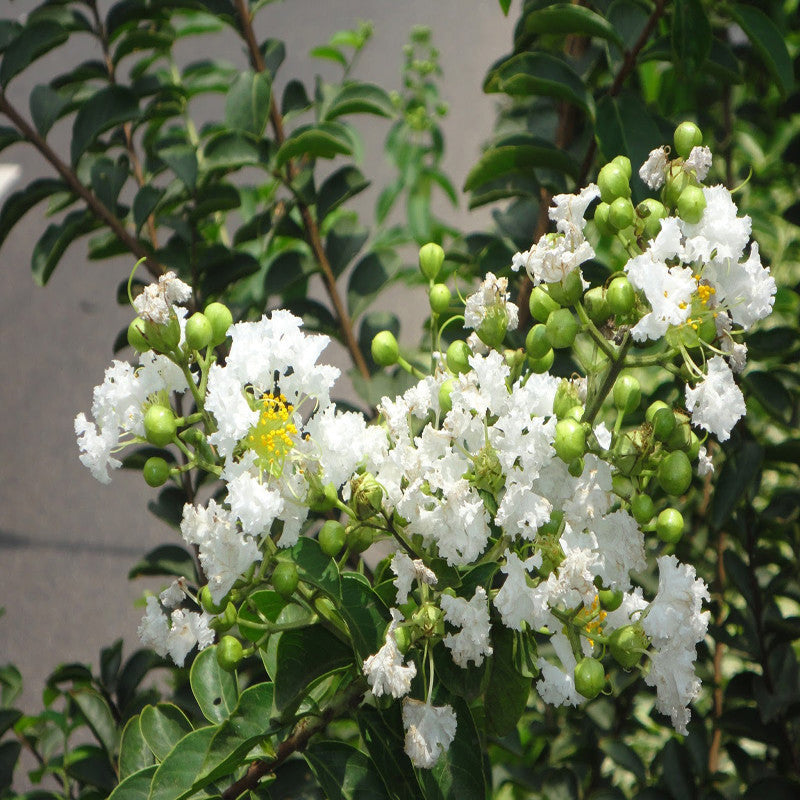 Lagerstroemia White / Crepe Myrtle White - Avenue Trees - Premium Avenue Trees from Plantparadise - Just $450.00! Shop now at Plantparadise
