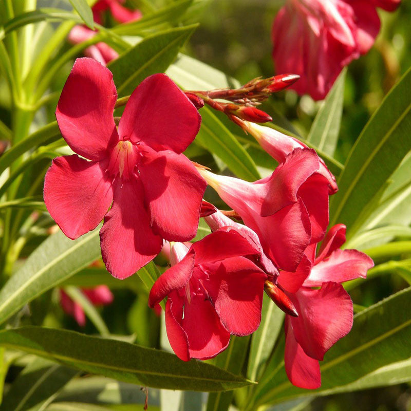Nerium mini Red Single - Flowering Shrubs|"Crimson Beauty: Nerium Mini Red Single - Your Garden's Everlasting Elegance" - Premium Flowering Shrubs from Plantparadise - Just $520! Shop now at Plantparadise