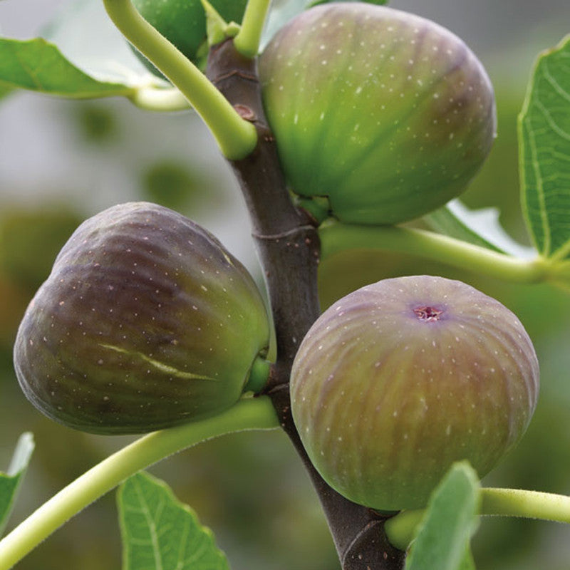 Fig Puna/Anjeer- Fruit Plants & Tree - Premium Fruit Plants & Tree from Plantparadise - Just $370.00! Shop now at Plantparadise