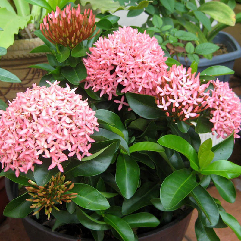 Ixora Mini Dwarf Pink - Flowering Plants - Premium Flowering Shrubs from Plantparadise - Just $340.0! Shop now at Plantparadise