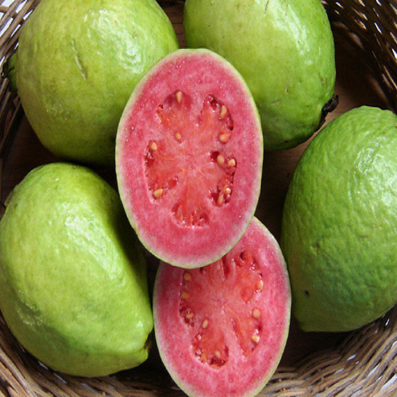 Guava Thai Red Flesh - Fruit Plants & Tree - Premium Fruit Plants & Tree from Plantparadise - Just $375.00! Shop now at Plantparadise