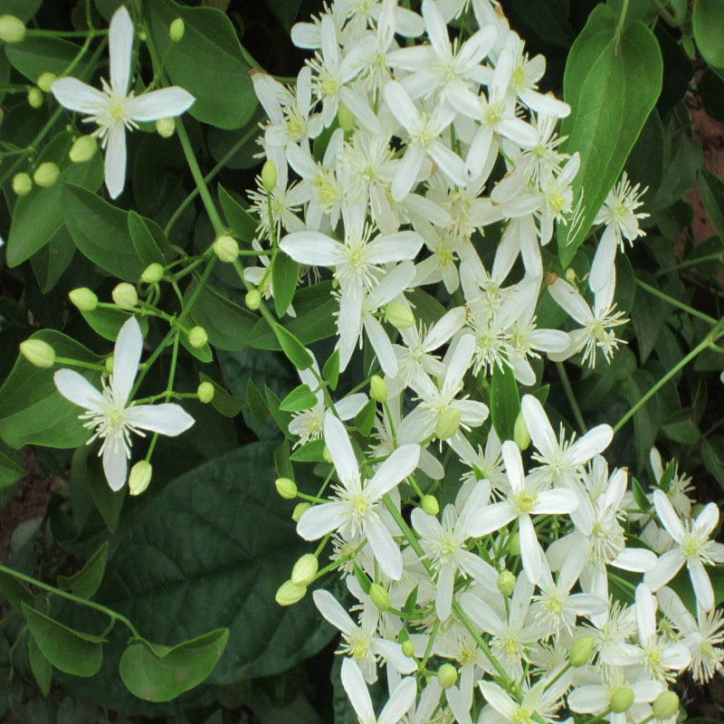 Clematis gourian - Creepers & Climbers - Premium Creepers & Climbers from Plantparadise - Just $665.00! Shop now at Plantparadise