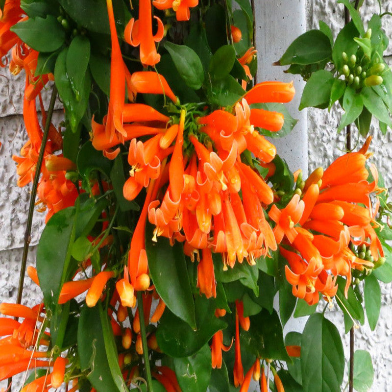 Flaming Trumpet - Creepers & Climbers - Premium Creepers & Climbers from Plantparadise - Just $450.0! Shop now at Plantparadise