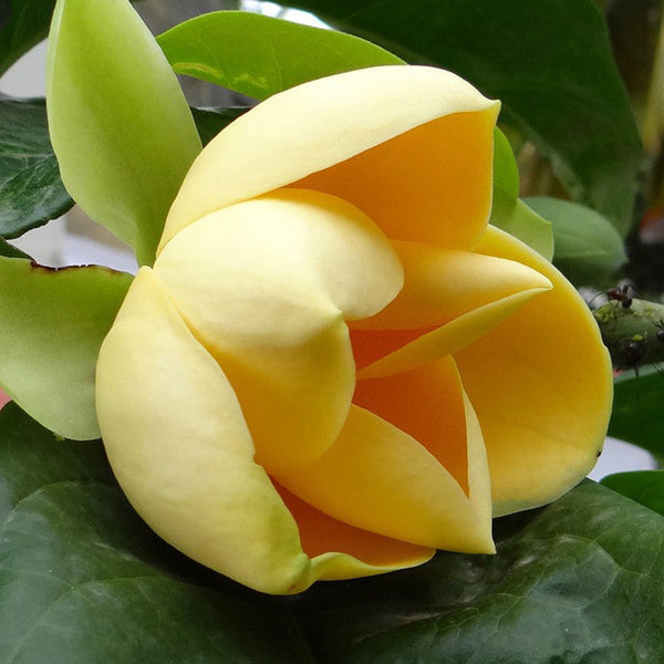 Magnolia Mutabilus  - Flowering Shrubs|"Ever-Changing Elegance: Butterfly Magnolia Brilliance" - Premium Flowering Shrubs from Plantparadise - Just $649! Shop now at Plantparadise