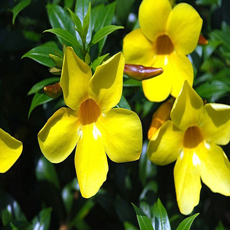Bush Allamanda - Flowering Shrubs - Premium Flowering Shrubs from Plantparadise - Just $420.00! Shop now at Plantparadise