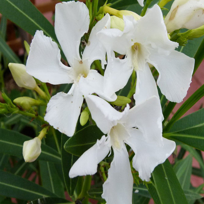 Nerium mini White Single - Flowering Shrubs - Premium Flowering Shrubs from Plantparadise - Just $530.00! Shop now at Plantparadise