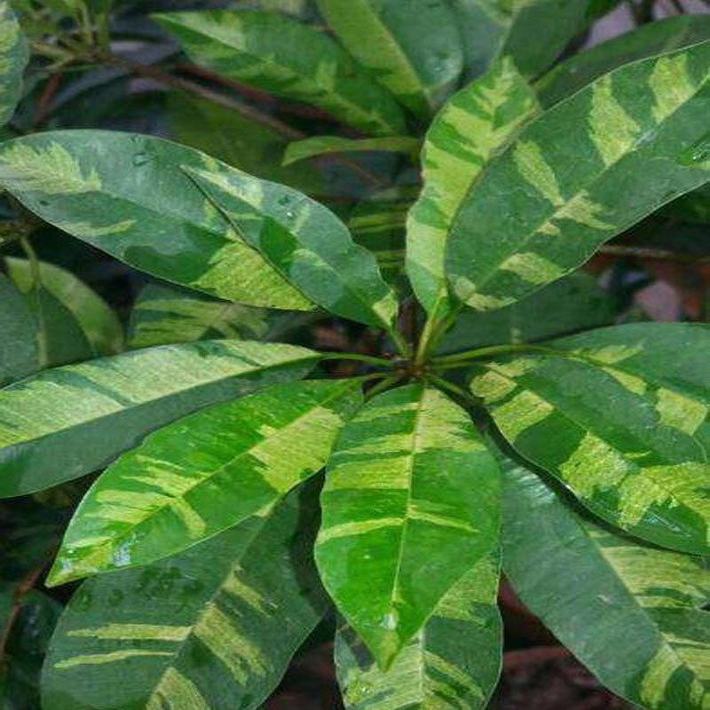 Chikoo Variegata(Grafted) - Fruit Plants & Tree - Premium Fruit Plants & Tree from Plantparadise - Just $551.0! Shop now at Plantparadise