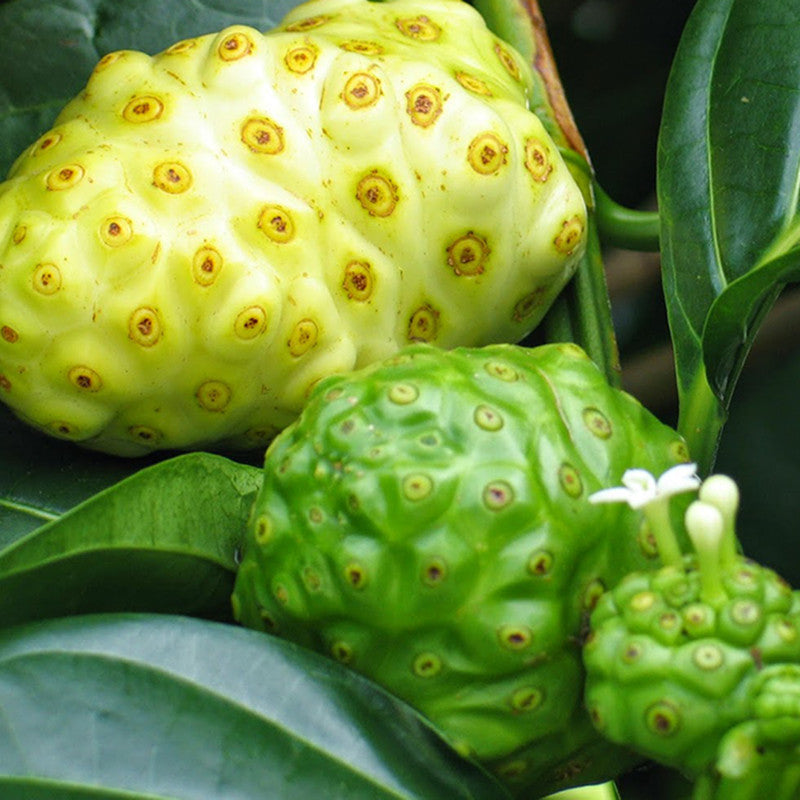 Noni/cheese fruit - Fruit Plants & Tree - Premium Fruit Plants & Tree from plantparadise - Just $640! Shop now at Plantparadise