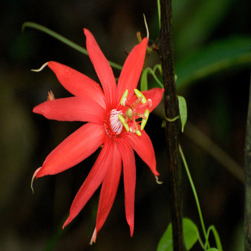 Scarlet Passion Flower red- Creepers & Climbers - Premium Creepers & Climbers from Plantparadise - Just $625.00! Shop now at Plantparadise