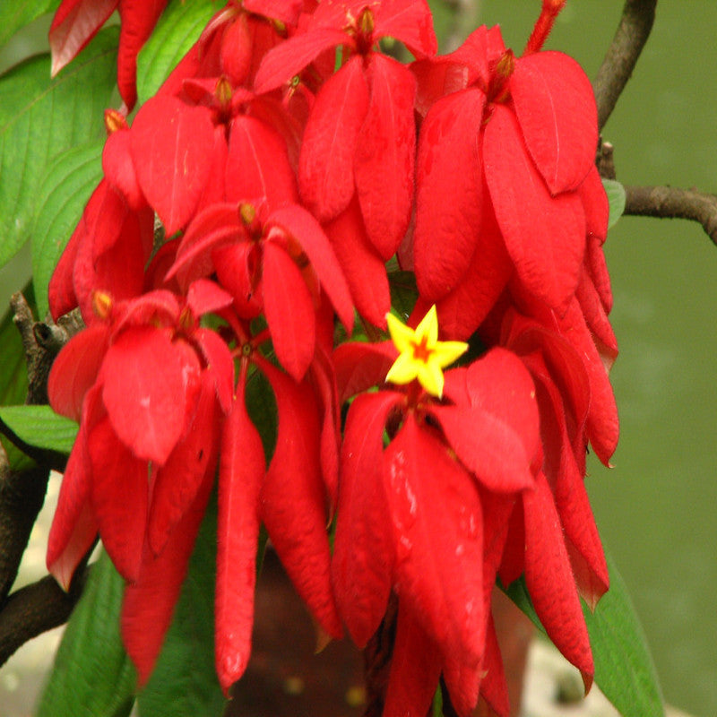 Mussaenda Red - Flowering Shrubs - Premium Flowering Shrubs from Plantparadise - Just $550.00! Shop now at Plantparadise