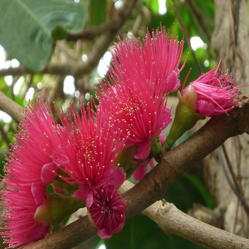 Malay apple- Fruit Plants & Tree - Premium Fruit Plants & Tree from Plantparadise - Just $1100.0! Shop now at Plantparadise