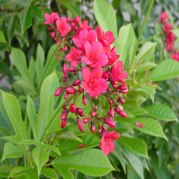 Jatropha red - Flowering Shrubs - Premium Flowering Shrubs from Plantparadise - Just $665.00! Shop now at Plantparadise