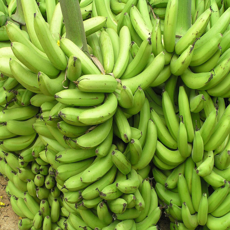 Banana TC Green - Fruit Plants & Tree - Premium Fruit Plants & Tree from Plantparadise - Just $340.00! Shop now at Plantparadise