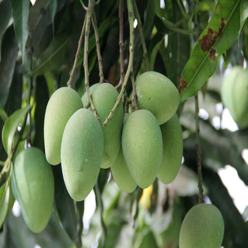 Mango Himayat(Grafted)- Fruit Plants & Tree - Premium Fruit Plants & Tree from Plantparadise - Just $730.00! Shop now at Plantparadise