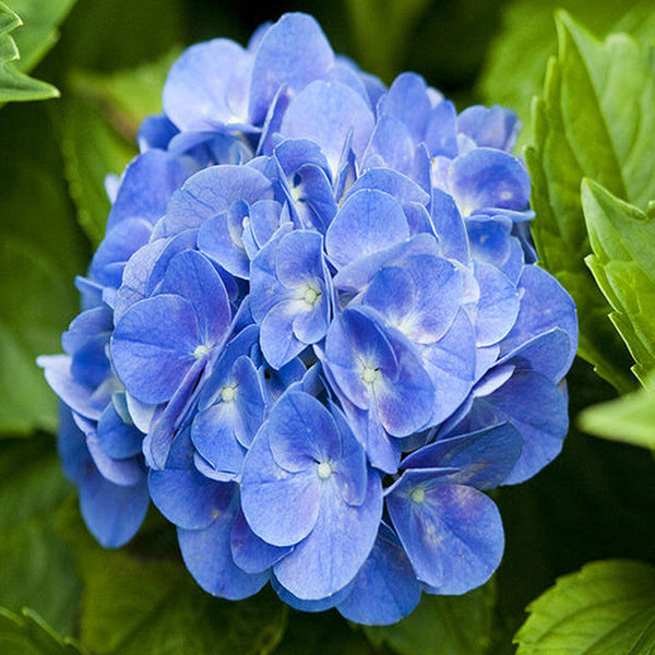 Hydrangea Marcophylla(Blue) - Flowering Shrubs - Premium Flowering Shrubs from Plantparadise - Just $480.00! Shop now at Plantparadise