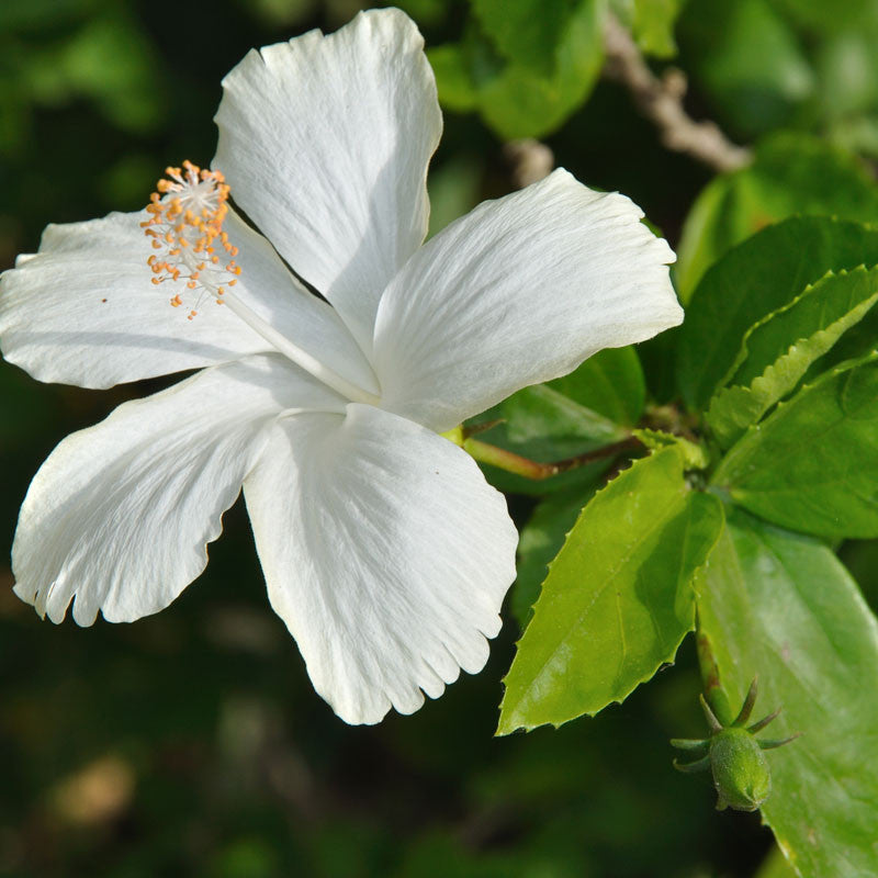 Hibiscus White Desi  - Flowering Plants - Premium Flowering Plants from Plantparadise - Just $299.00! Shop now at Plantparadise