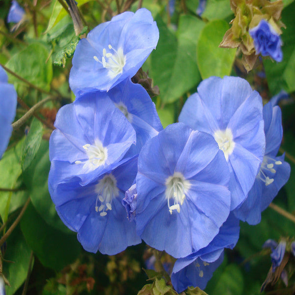 Jacquemontia-Creepers & Climbers - Premium Creepers & Climbers from Plantparadise - Just $665.00! Shop now at Plantparadise