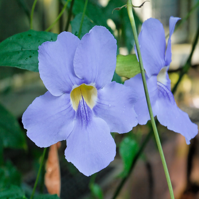 Thunbergia Grandiflora- Creepers & Climbers - Premium Creepers & Climbers from Plantparadise - Just $665.00! Shop now at Plantparadise