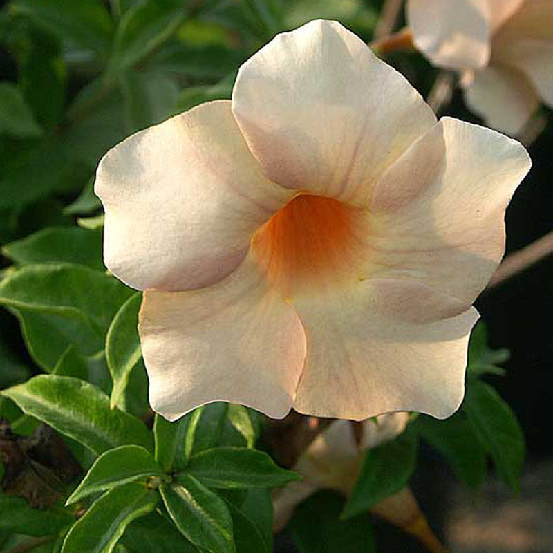 Allamanda biscuit - Flowering Plants - Premium Flowering Shrubs from Plantparadise - Just $565.00! Shop now at Plantparadise