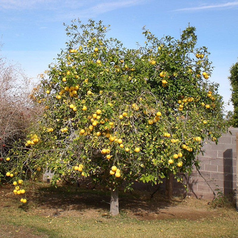 Grape Fruit Hybrid Red - Fruit Plants & Tree - Premium Fruit Plants & Tree from Plantparadise - Just $450.0! Shop now at Plantparadise