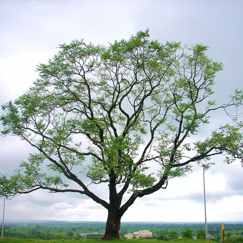 Kalpa Vriksha - Avenue Trees - Premium Avenue Trees from Plantparadise - Just $951.00! Shop now at Plantparadise