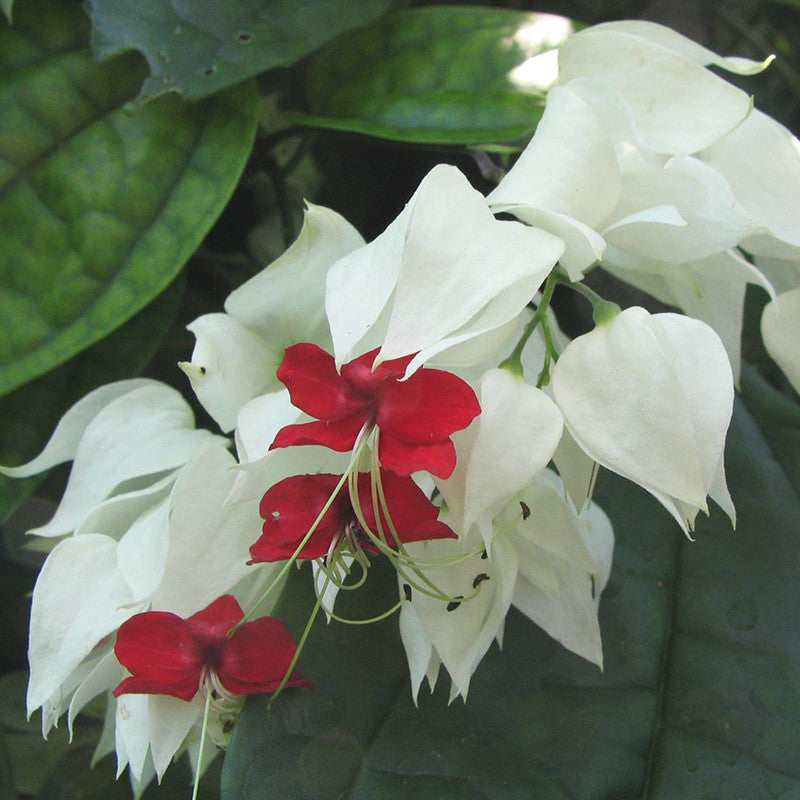Bleeding Heart Vine White - Creepers & Climbers - Premium Creepers & Climbers from Plantparadise - Just $450.0! Shop now at Plantparadise