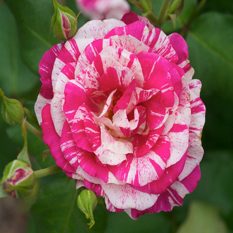 Julio Rose/Osiria Candlestripe Rose - Flowering Plant - Premium Flowering Shrubs from Plantparadise - Just $640.00! Shop now at Plantparadise