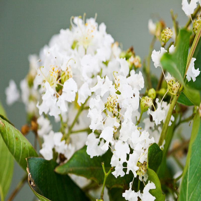 Lagerstroemia White / Crepe Myrtle White - Avenue Trees - Premium Avenue Trees from Plantparadise - Just $450.00! Shop now at Plantparadise