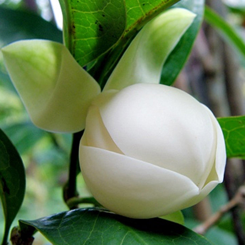 Magnolia Dwarf Coco - Flowering Shrubs - Premium Flowering Shrubs from Plantparadise - Just $649! Shop now at Plantparadise