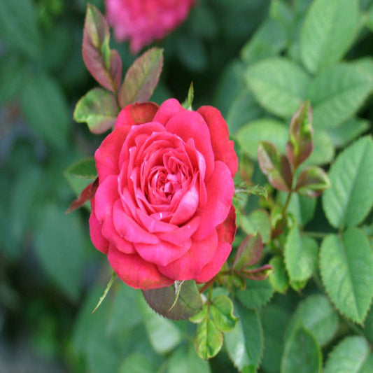 Button Rose Dwarf Pink - Flowering Plants - Premium Flowering Plants from Plantparadise - Just $400.0! Shop now at Plantparadise