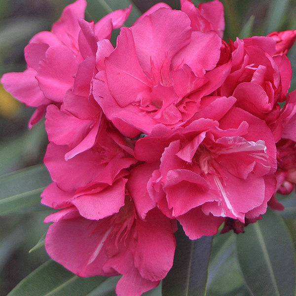 Nerium Red Double - Flowering Shrubs - Premium Flowering Shrubs from Plantparadise - Just $540.00! Shop now at Plantparadise