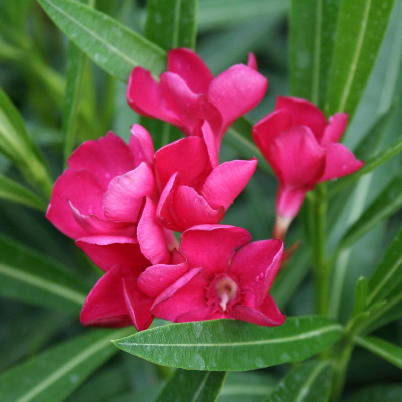 Nerium mini Red Single - Flowering Shrubs|"Crimson Beauty: Nerium Mini Red Single - Your Garden's Everlasting Elegance" - Premium Flowering Shrubs from Plantparadise - Just $520! Shop now at Plantparadise