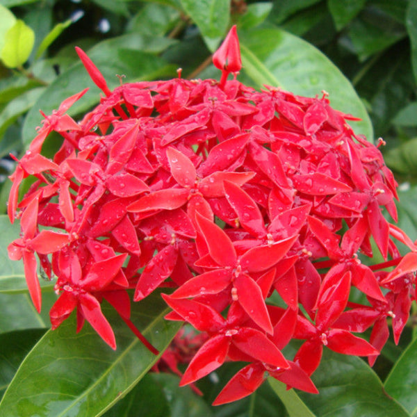 Ixora singapuri-hybrid-red - Flowering Shrubs - Premium Flowering Shrubs from Plantparadise - Just $350.00! Shop now at Plantparadise