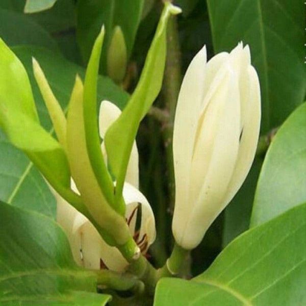 White Champaca / Magnolia alba (Grafted) - Perfuming Plants - Premium Avenue Trees from Plantparadise - Just $710.0! Shop now at Plantparadise