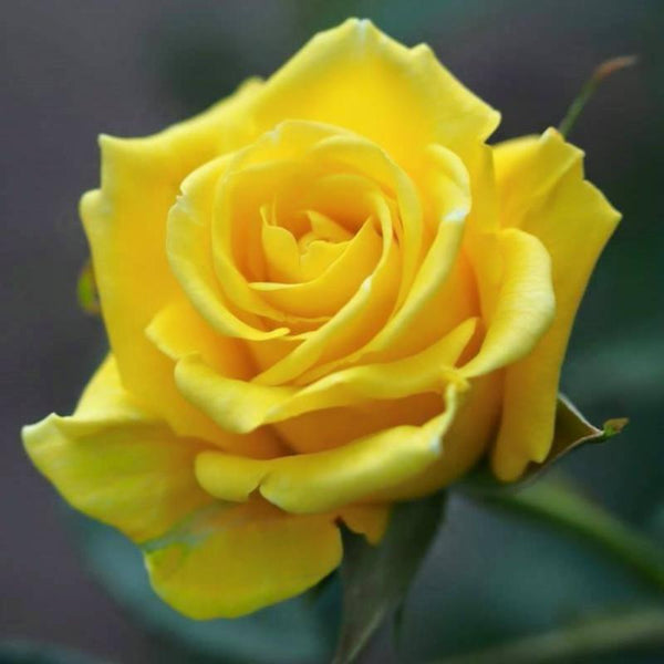 Yellow ROSE - Flowering Plants - Premium Flowering Plants from Plantparadise - Just $390.00! Shop now at Plantparadise