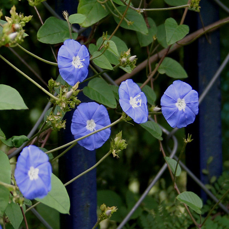 Jacquemontia-Creepers & Climbers - Premium Creepers & Climbers from Plantparadise - Just $665.00! Shop now at Plantparadise