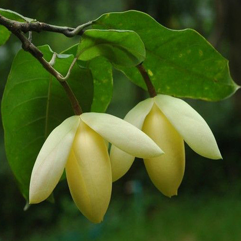 Magnolia Mutabilus  - Flowering Shrubs|"Ever-Changing Elegance: Butterfly Magnolia Brilliance" - Premium Flowering Shrubs from Plantparadise - Just $649! Shop now at Plantparadise