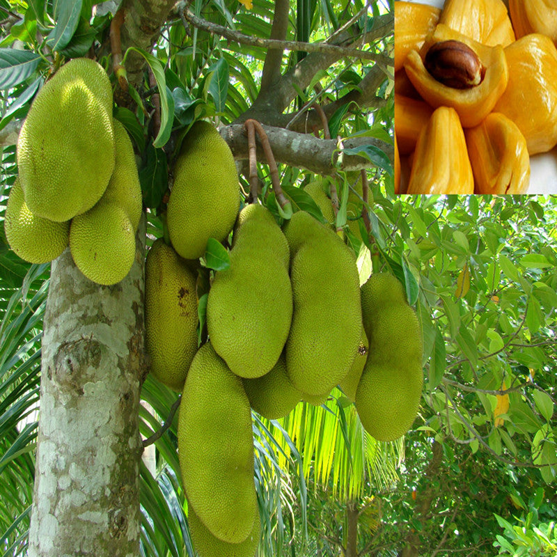 Jack fruit-Honey Panasa(Grafted) - Fruit Plants & Tree - Premium Fruit Plants & Tree from Plantparadise - Just $490.0! Shop now at Plantparadise