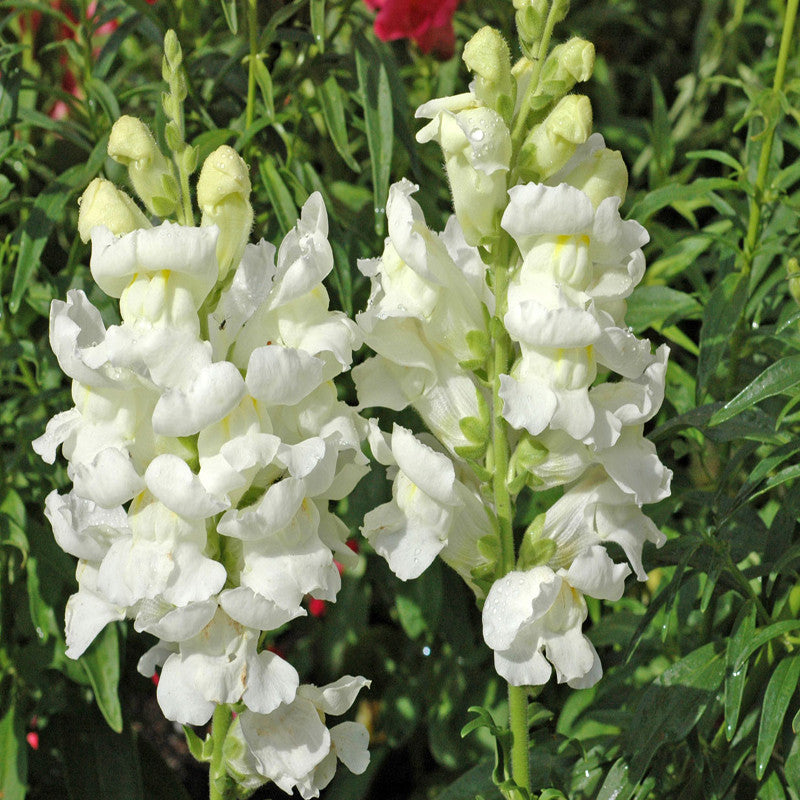 Antirrhinum White- SEASONALS - Premium SEASONALS from Plantparadise - Just $301.00! Shop now at Plantparadise