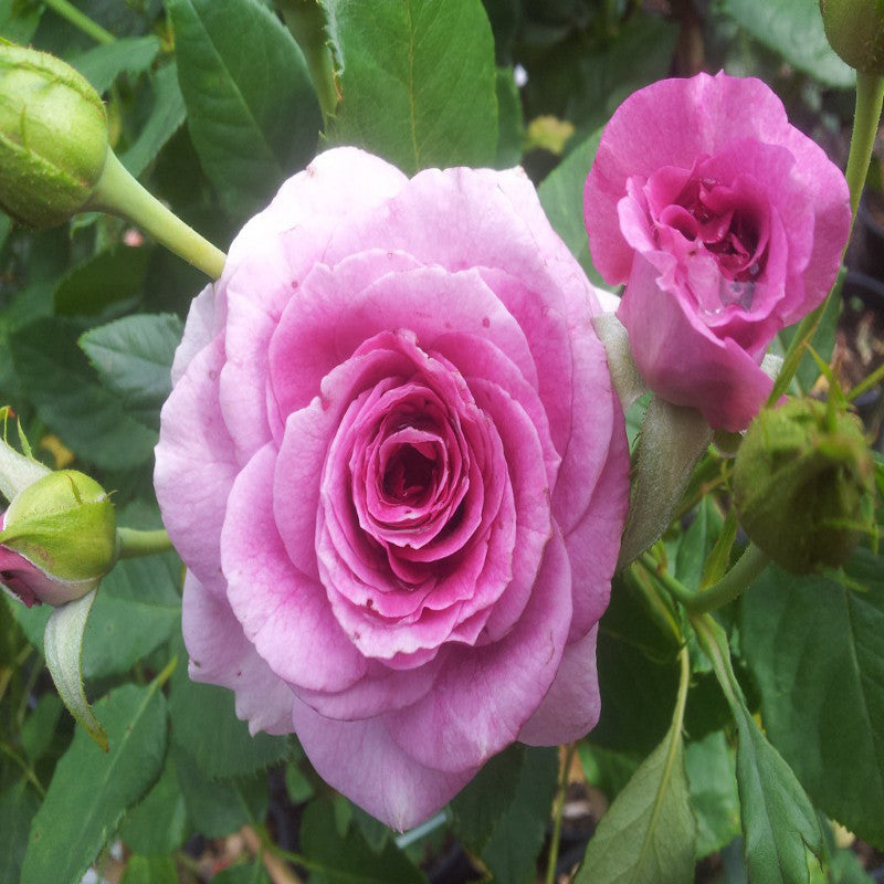 Floribunda Rose - Flowering Shrubs - Premium Flowering Shrubs from Plantparadise - Just $440.00! Shop now at Plantparadise